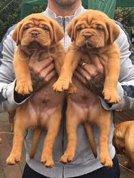 dv dogue de bordeaux ttka k dispozici