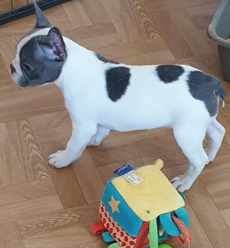 Velmi p�kn� francouzsk� buldo�ky