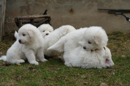 Chov má štěňata Maremma Abruzzese Shepherd