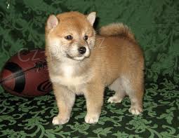 tata Shiba Inu k pijet