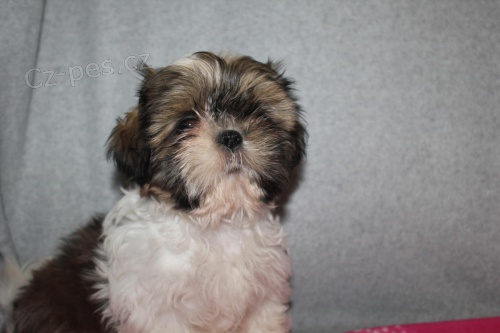 Štěňata Shih Tzu !!