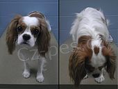 Král Charles Spaniel štěňata k adopci