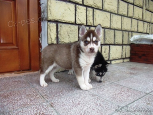 Ponkam teniatka sibrsky husky