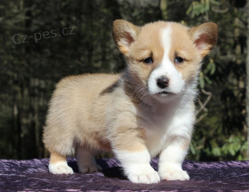 frendly velsk Corgi (Pembroke) tata