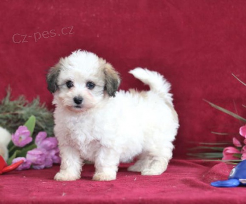 sladk mlat Havanese