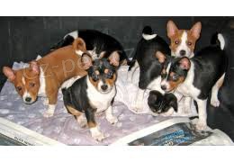 Basenji štěňata