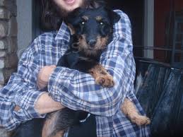 roztomilá štěňata jagdterrier