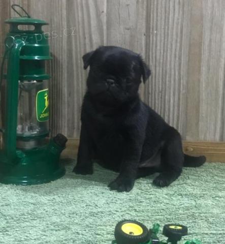 Rascal je zdravé mops štěně