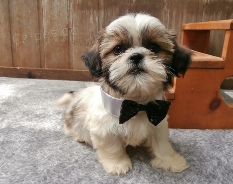 Mm tata Shih Tzu pro pijet