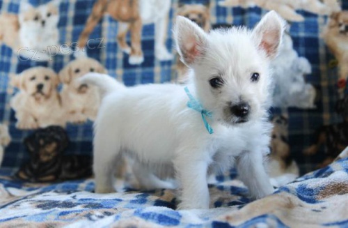 Milujc West Highland White Terrier tata
