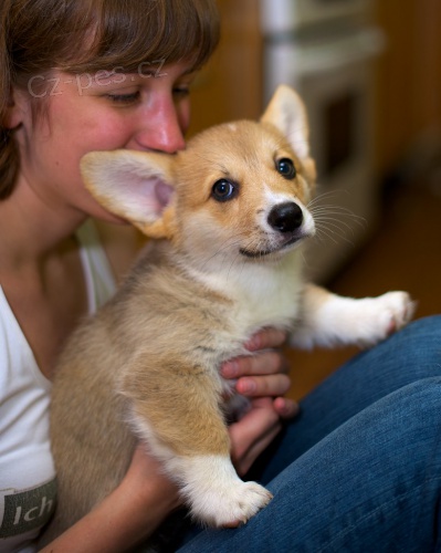 Velmi iv velsk Corgi (Pembroke) tata