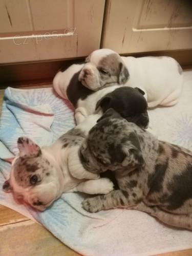 zdravá štěňata francouzský mops