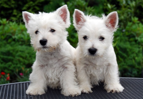 Dvě Roztomilá štěňátka West Highland White Terrier Potřebují Nové Domovy.