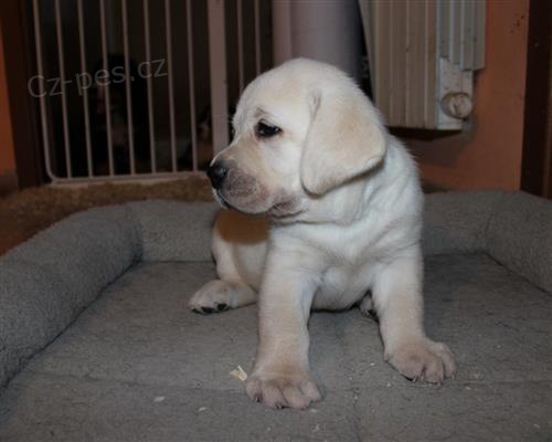 zdravá štěňátka LABRADORSKÝ RETRÍVR 
