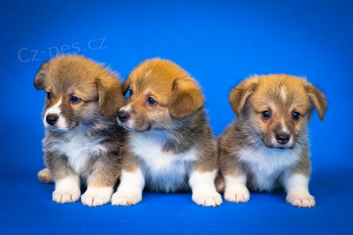 Dvě Roztomilá štěňátka Welsh Corgi Pembroke Potřebují Nové Domovy.