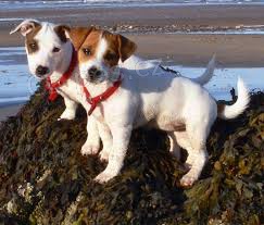 Jack Russel štěňata