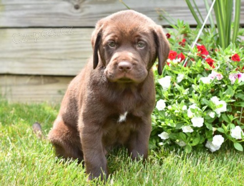 Plyšová štěňata labradorského retrívra