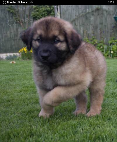 krsn ttka leonberger k dispozici.