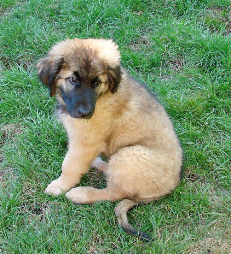 štěňata leonberger připraveni na nový domov