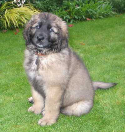 ohromujc leonberger tn pipraven na nov domov