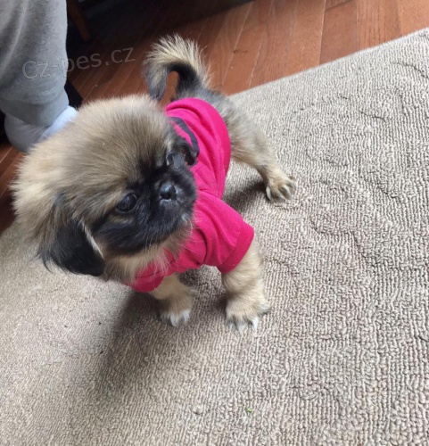 Krásná pekingese štěňata pro přijetí Musím se vrátit domů svého chlapce a dívky pekingese Oba jsou dobře socializované na kočky, jiné psy a děti