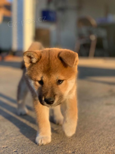 Štěňata Shiba Inu - 11 týdnů stará