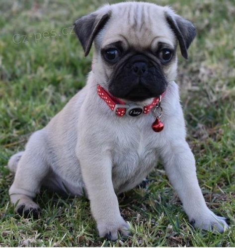 milující Mops štěňata