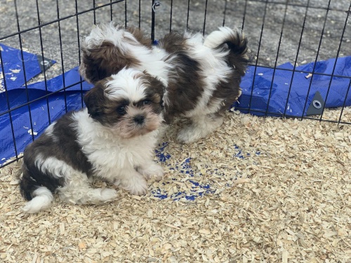 shih tzu 11 týdnů starý. jedí pro plan potraviny přímo z vaku a jsou plně odstaveni z mámy. mají první sadu záběrů.