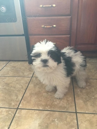 Štěňata Lhasa apso pro adopci mužských a ženských populací vyrostla rodina a děti přátelské, malé plemeno, snadné trénování, záběry veterináře kontrolované,