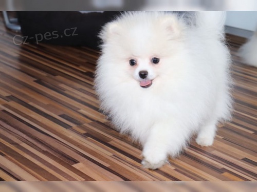Japonský špic K dispozici štěňata štěňata přicházejí se šekem, první výstřely a mikročipy. Dva samci a jedna samice