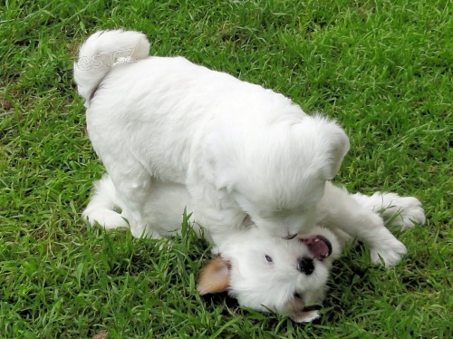  zdravá štěňata Tibetský teriér k adopci