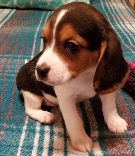 Mám dvě dobře vyškolená štěňata Beagle se všemi záběry a dokumenty. Jsou to velmi přátelští čistokrevná štěňátka. Byl bych Vám vděčný, kdybyste se se mnou co nejdříve spojili. Máte-li zájem o novější fotografie a informace, prosím