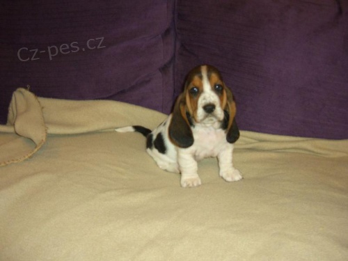 Basset Hound štěňata štěňata jsou opravdové milence, milují své Basset Hound mazlíčky, budou šťastně uvolněně ležet na zádech nebo běhat na jeho rozcuchaných nohách. O štěňatech