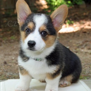 pembroke Welsh corgi štěňata k přijetí Máme 2 krásné nádherné chlapce a dívku, která je nyní připravena na Dobré domovy, mají 12 týdnů, všichni mají nyní svou vlastní osobnost. Jsou vychováváni v našem domě, kde jsou malé děti očkovány