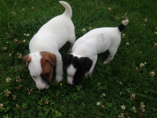 jack Russel terrier