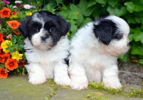 zdravá štěňátka Lhasa Apso pro přijetí