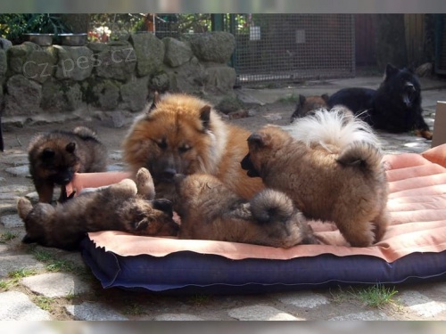 Eurasier štěňata pro nové domovy co nejdříve, NEPRODEJNÍ, kontakt pro více informací a obrázků