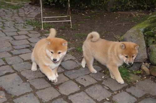 Štěňata Shiba Inu pro NOVÝ domov, štěňata rodokmenů vychovávala doma s malými dětmi fantastická temperamentní první očkování