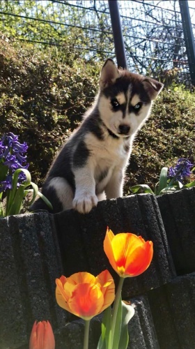 Sibiřský Husky štěně. Velmi hravá a šťastná. Aktuální informace o záběrech a děsivosti, aby byly pro šťastné a zdravé, jak je to jen možné,