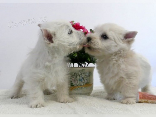 West Highland Terrier Štěňata pro nový domov