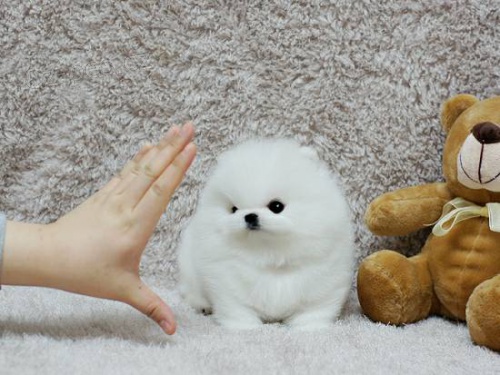 šálek pomeranian, že jsem pro přijetí. Jsou tak maličké, ve 12 týdnech se stále vejdou do dlaně mé ruky. Mají grafy, které mají být přibližně 3,5 lb při plném růstu. Mají to nádherné, silné