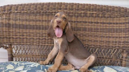 tata bloodhound dostupn pro nov domovy