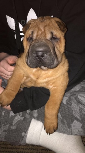 domácí vychovává shar pei  štěňata k dispozici pro nové domy
