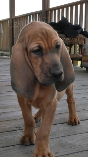 tata bloodhound dostupn pro nov domovy