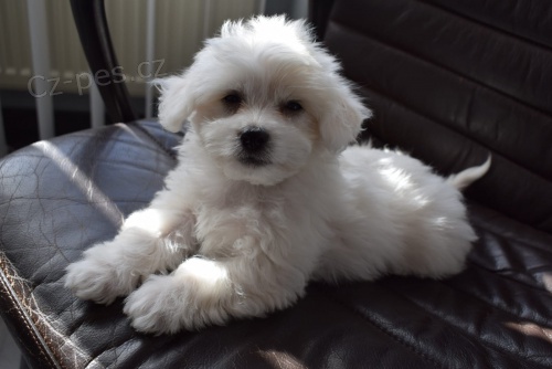 coton de tulear štěňata připravena na nové domy hned, kontakt pro více informací a obrázků, nejsou na prodej