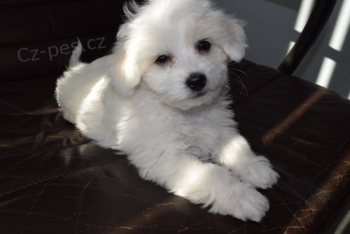 coton de tulear štěňata připravena na nové domy hned, kontakt pro více informací a obrázků, nejsou na prodej