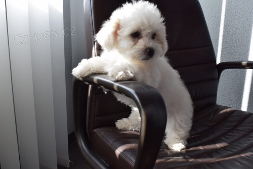 coton de tulear štěňata připravena na nové domy hned, kontakt pro více informací a obrázků, nejsou na prodej