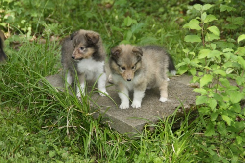 Štěňata Sheltie, 12 týdnů stará. Jak roztomilý může být, a mají velmi sladké osobnosti. Domácí zvedl a už je doma. O štěňatech: