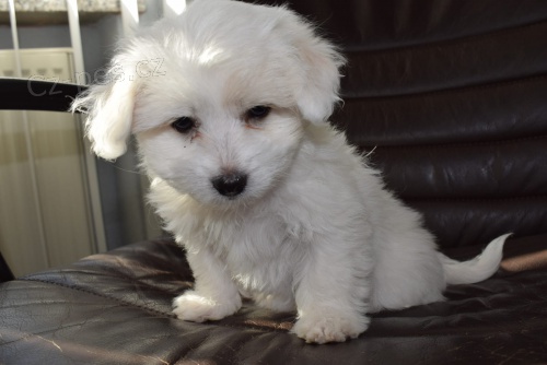 coton de tulear štěňata připravena na nové domy hned, kontakt pro více informací a obrázků, nejsou na prodej