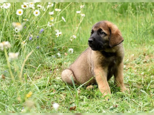 zdravá štěňátka Leonberger teriér pro přijetí